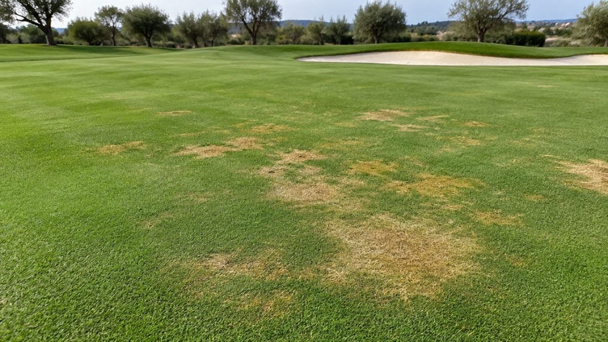 Close-up of bentgrass turf showing Fusarium patch symptoms