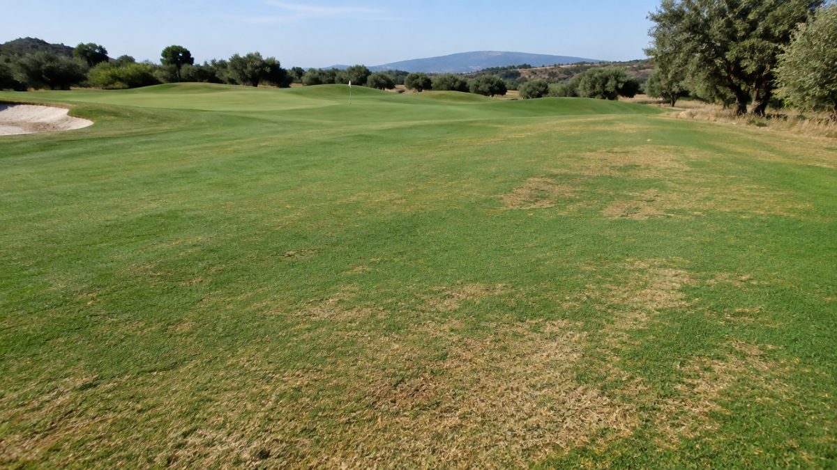 Turf with burnt tips caused by irrigation water salinity