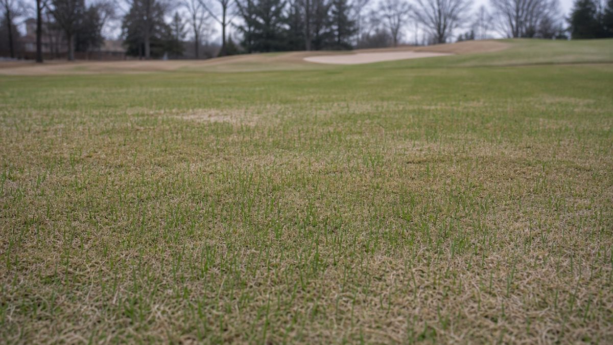 Plántulas de ryegrass en plena resiembra de invierno sobre bermuda en reposo